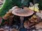Piruló galóca (Amanita rubescens), Budai-hegység
